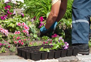 Blumenbeet