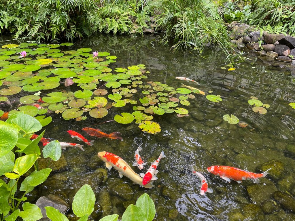 Gartengestaltung mit Fischen