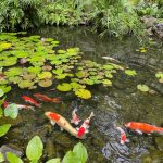 Koi carps swimming in the pond